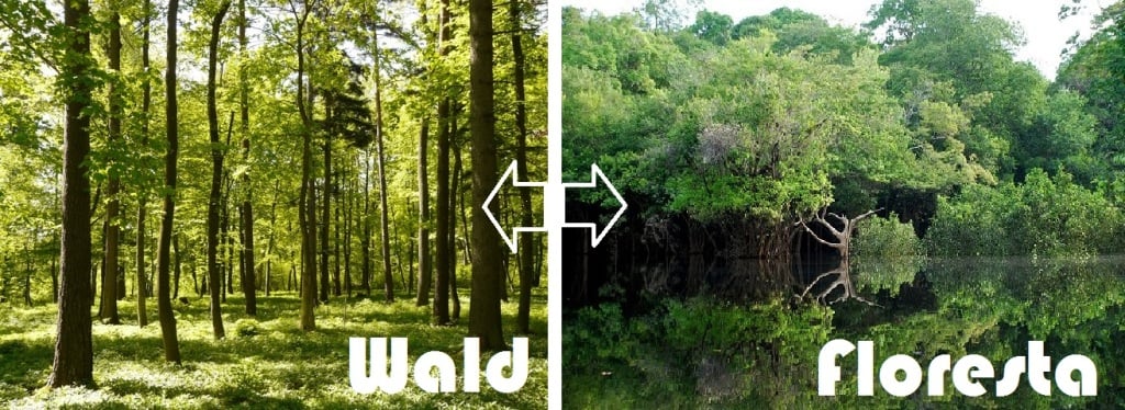 Ideia de floresta em alemão (Wald) X Floresta em português
